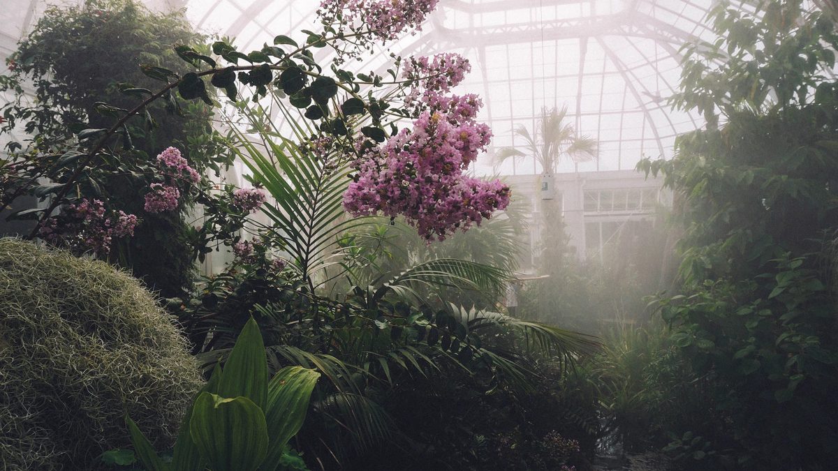 Plantas y flores en el invernáculo del Vivero El Ceibo